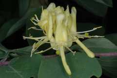 Lonicera quinquelocularis